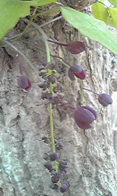 ファイル 357-1.jpg